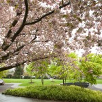 sakura blossoms and Japanese garden
