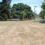 campus grass goes brown during drought