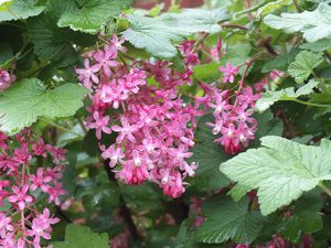red flowering currant