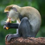 picture of a monkey eating a mango