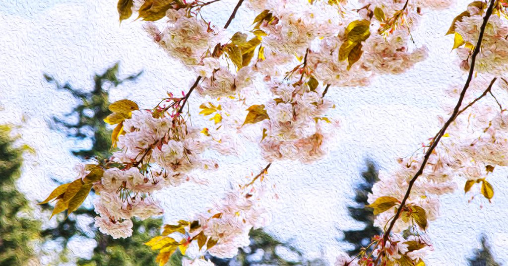 image of cherry blossoms