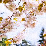 image of cherry blossoms