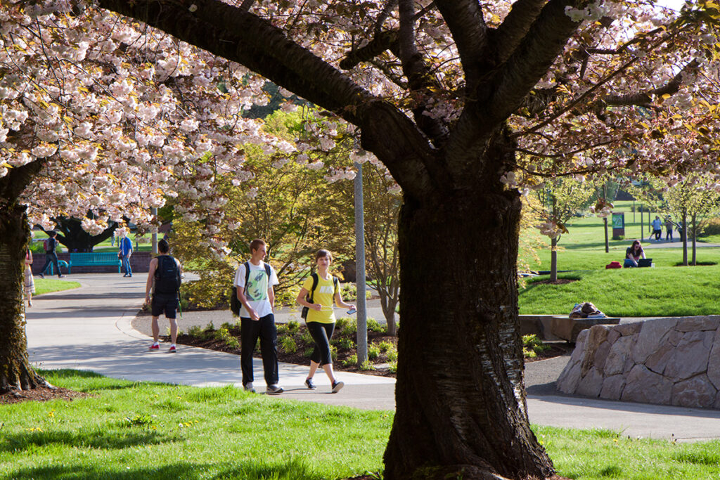 Spring campus photo with people walking under cherry trees