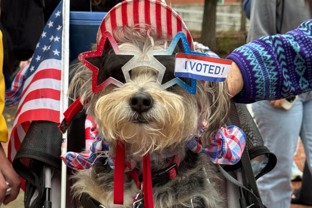 Dog with sunglasses and sign that reads "I voted" 