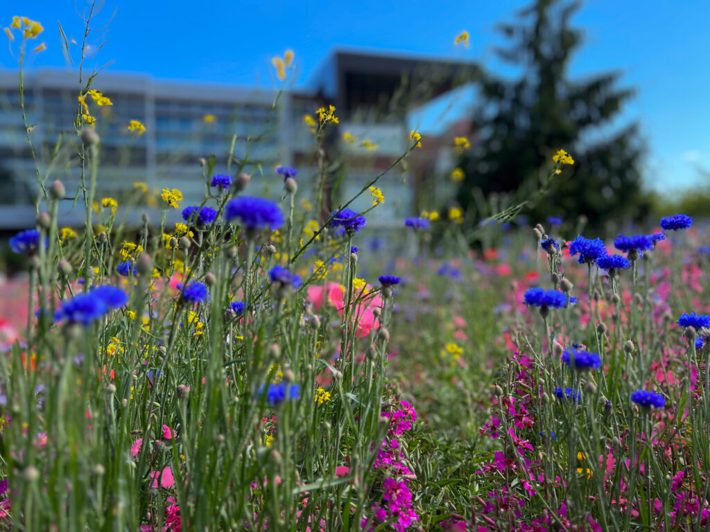 wildflowers in front of STEM building