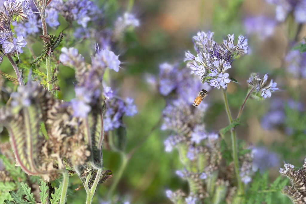 a single bee with purple flowers